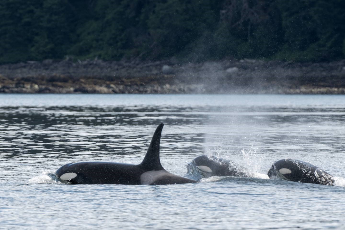 Three orcas from a pod of several surface near the north end of Douglas Island near Juneau on June 8, 2024. (Marc Lester / ADN)